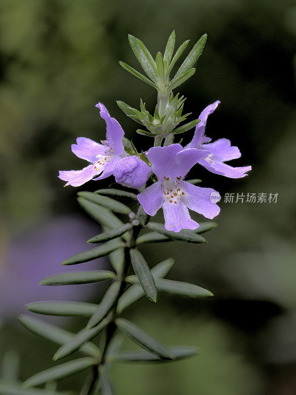 智利花园里生长的三朵迷迭香花