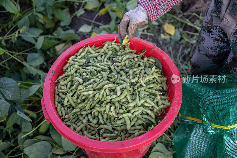 农民在自己的有机农场里包装新采摘的青豆