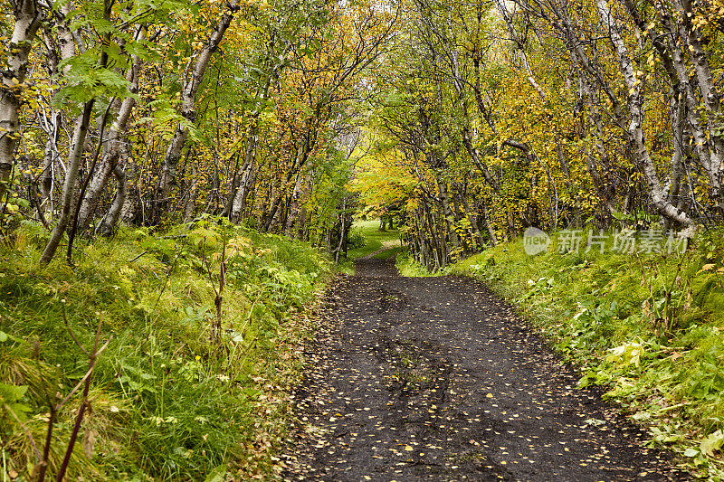 冰岛北部迈瓦顿的霍fdi公园秋天森林里的小径
