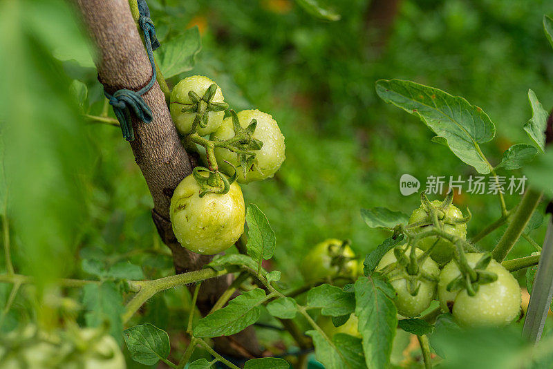 新鲜的本地种植的全球番茄在早晨从树上健康生长