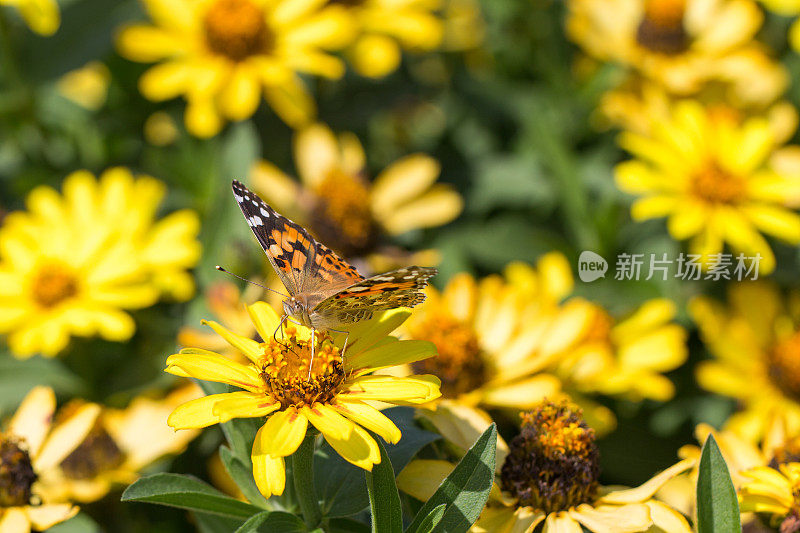 画的女士(凡妮莎·卡杜伊)在百日菊花上。