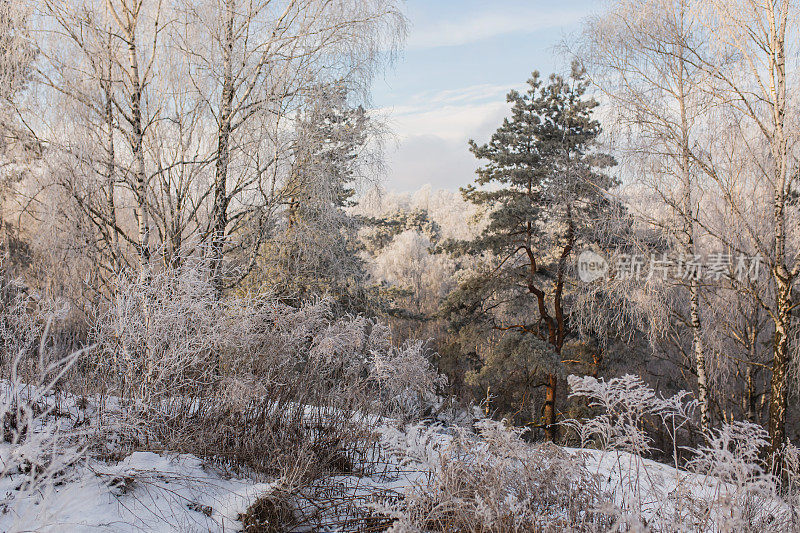 松树在晴天。冬季森林。树枝上的雪。自然背景。寒冷的天气。气候。毛皮的树。暴雪