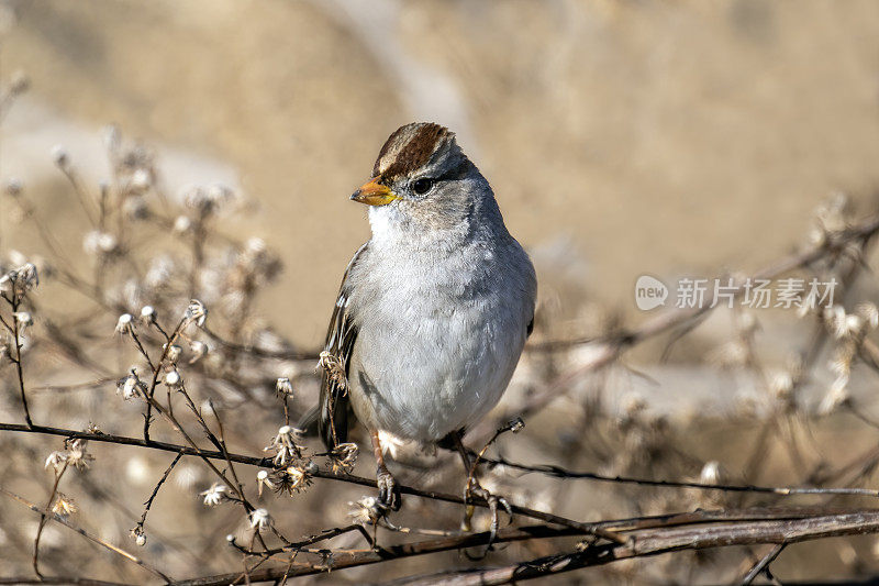 白冠小麻雀