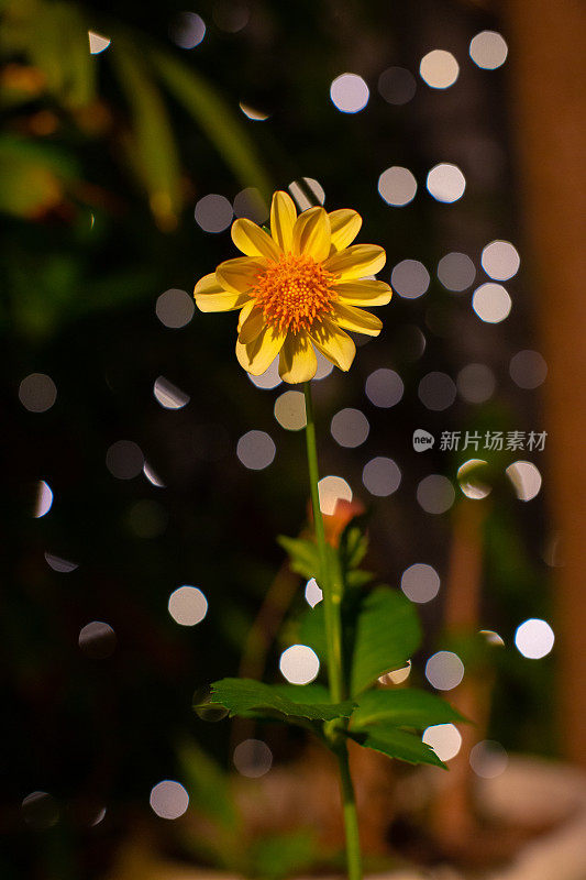 一张大丽花在夜晚与神奇的灯光的照片