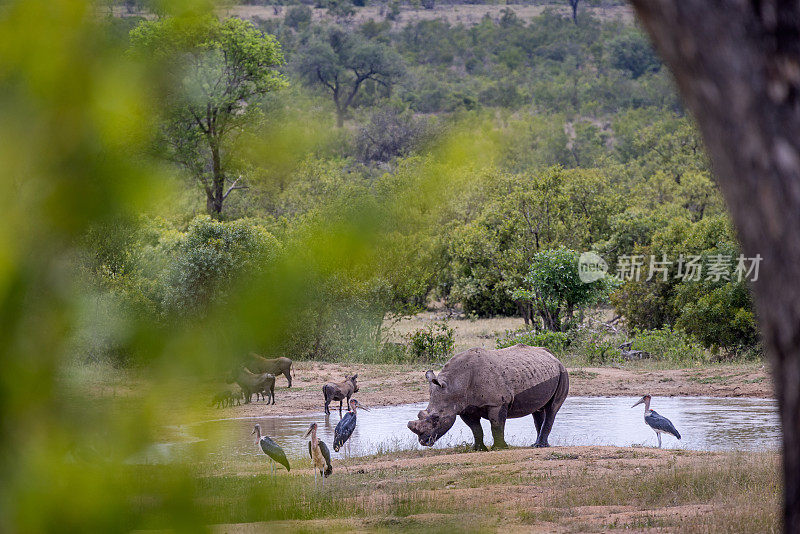 白犀牛与鹳和疣猪在水坑边