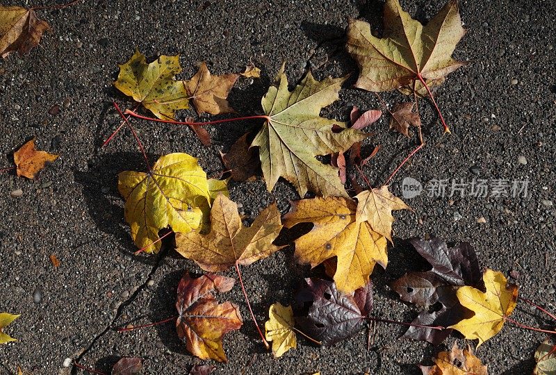 加拿大人行道上干燥的秋叶
