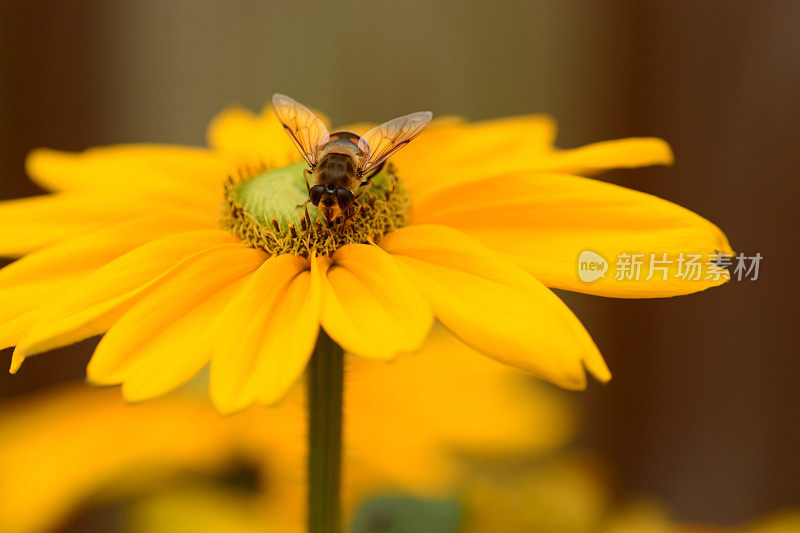 觅食的蜜蜂。