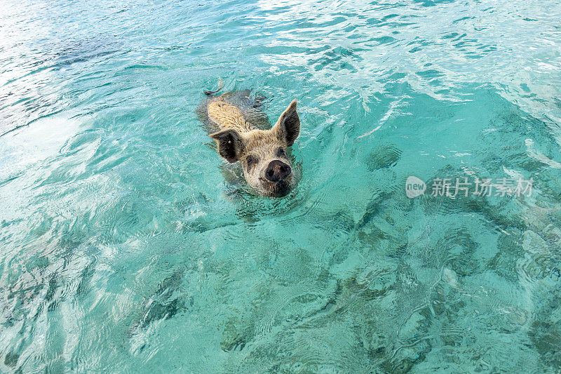 游泳的猪在斯坦尼尔礁，巴哈马