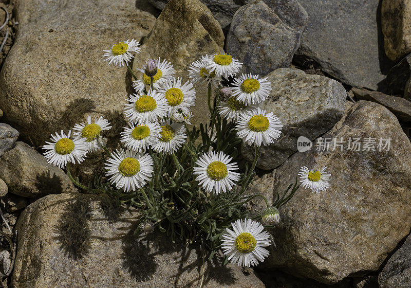 盛开的雏菊，盛开的Fleabane，分枝雏菊，灯盏花;内华达州大盆地国家公园;大盆地沙漠。菊科家庭