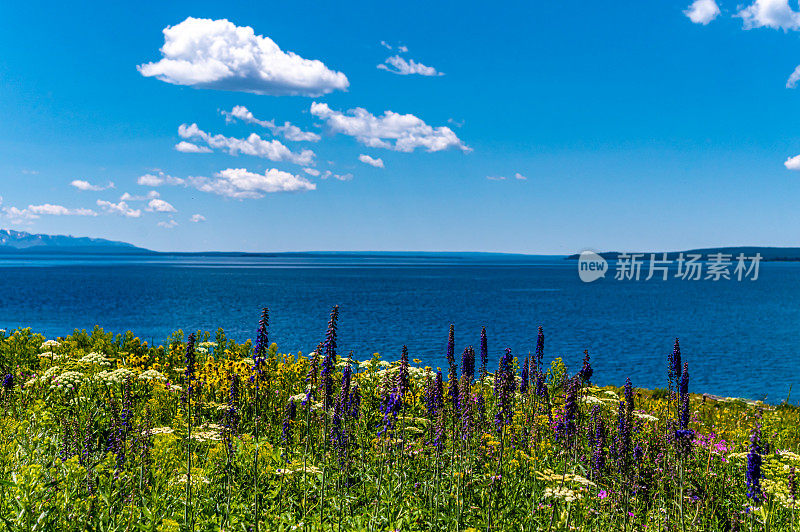 黄石湖岸边郁郁葱葱的美丽野花草地，风景秀丽