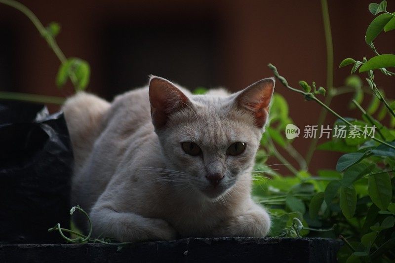 我的橙色宠物猫