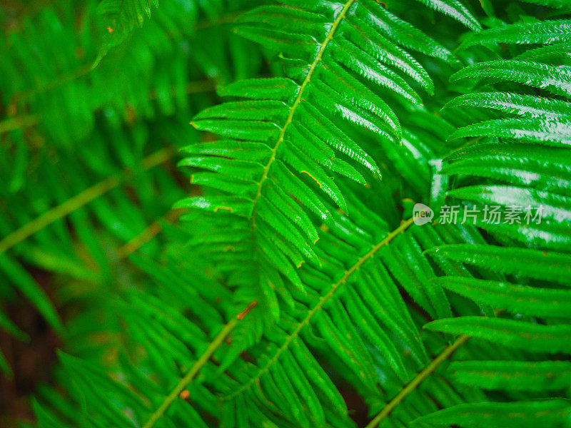 生长在热带雨林中的蕨类植物