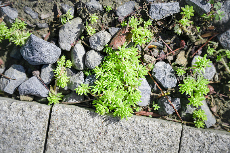 生长在岩石缝隙中的植物