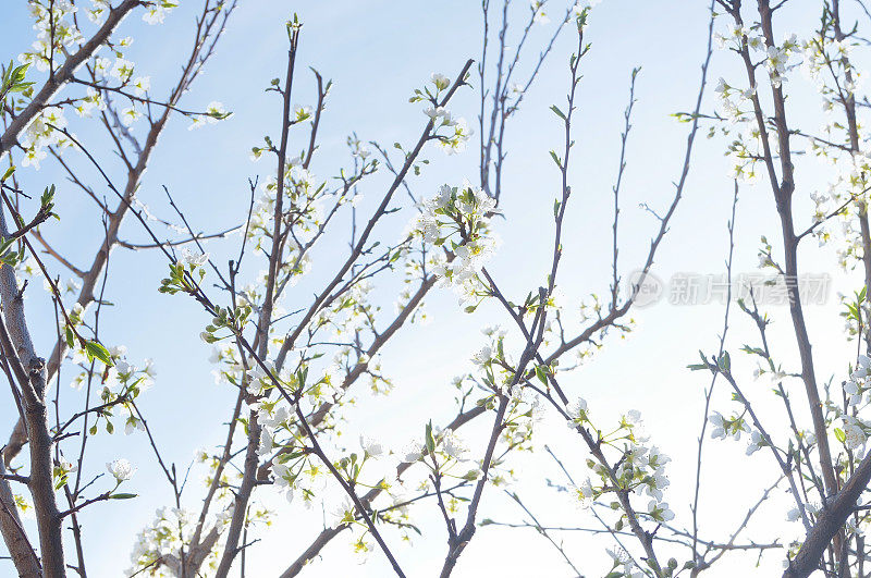 白色的花朵
