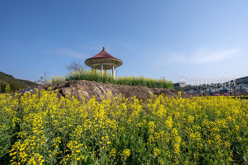 亭子和公园里的油菜花