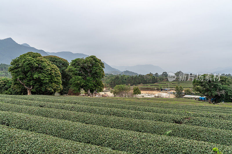 多云的早晨，茶园里的茶树