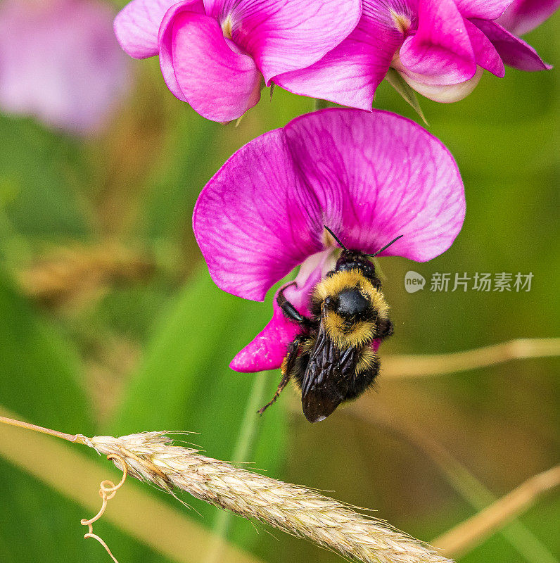 蜜蜂给花授粉