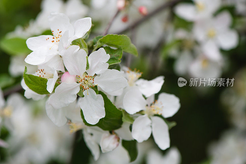春天苹果树花白
