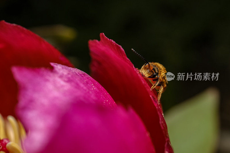 花叶上的蜜蜂，粉红色调，微距镜头