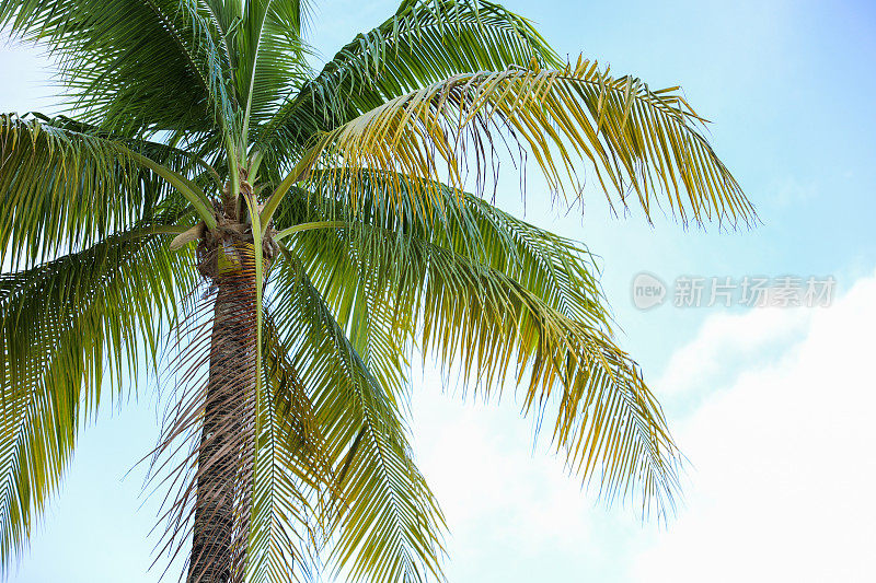 热带棕榈树象征着放松和天堂，代表着一种度假的心态。它们唤起了逃避、休闲和异国美景的感觉