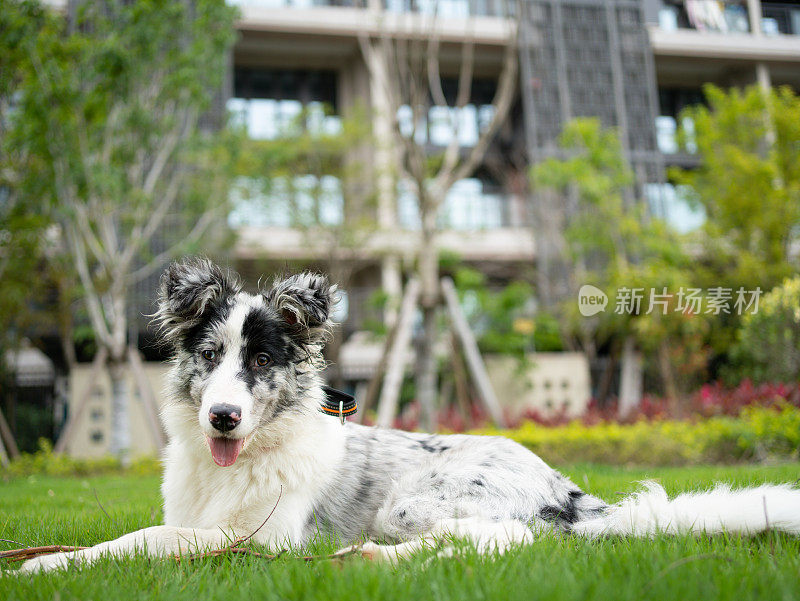 在绿草地上休息的牧羊犬