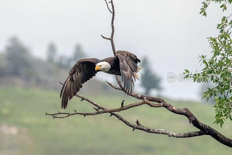 在北美美国西部的黄石生态系统中，秃鹰从栖木上跃起飞行