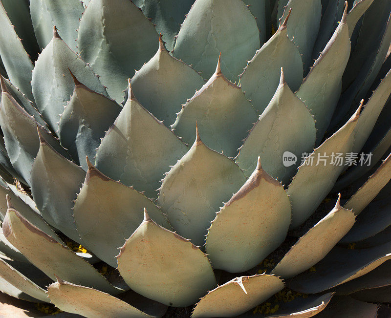 龙舌兰仙人掌接近图案背景