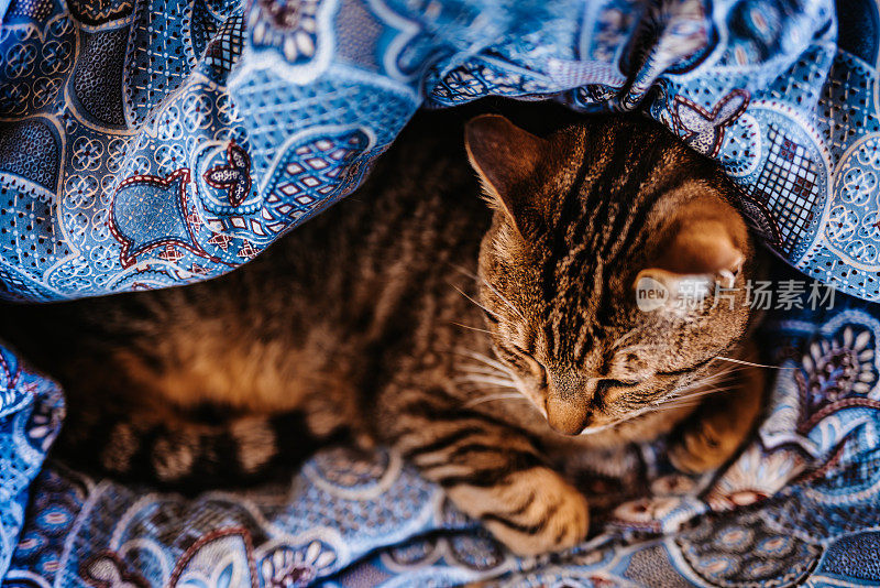 可爱的灰棕色猫从上面躺在床上，在他自己做的羽绒被洞