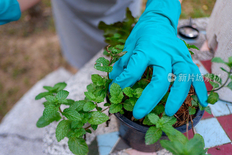 手持绿叶植物的女园丁。