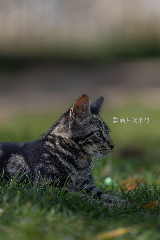 斑纹流浪猫。