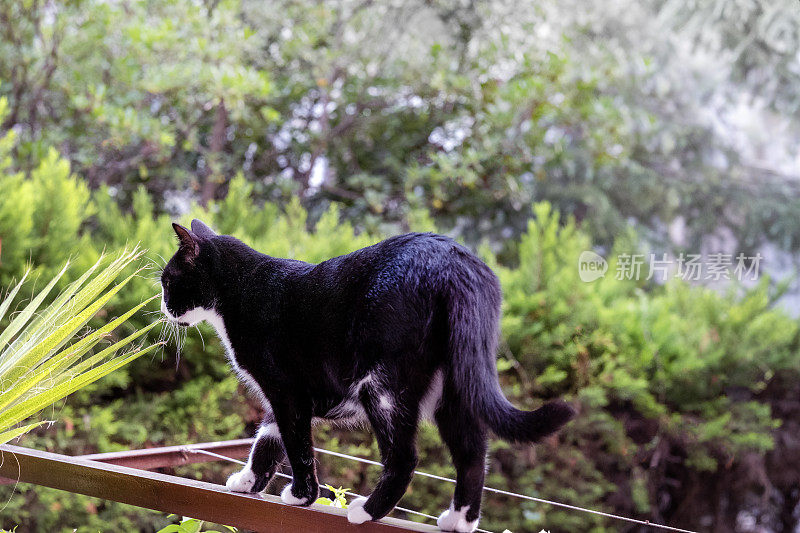 一只危险的猫沿着阳台上狭窄的栅栏走着