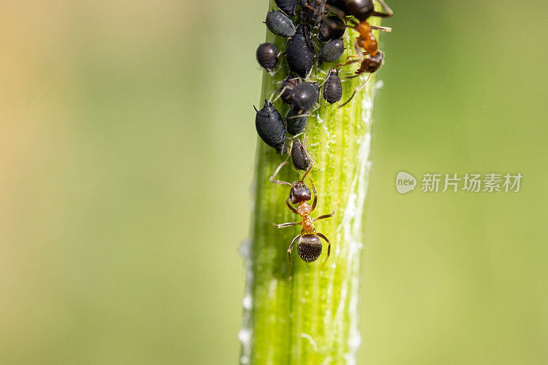 植物茎上蚂蚁与虱子的共生关系