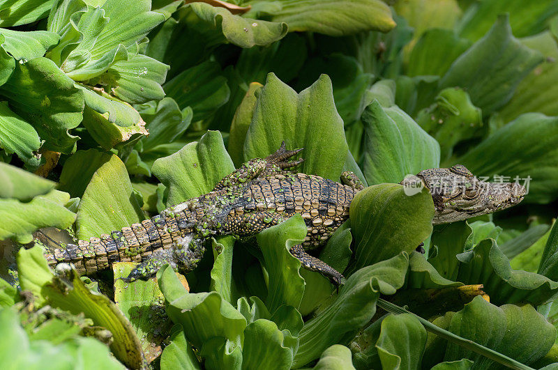 绿湖里的小鳄鱼——冈比亚