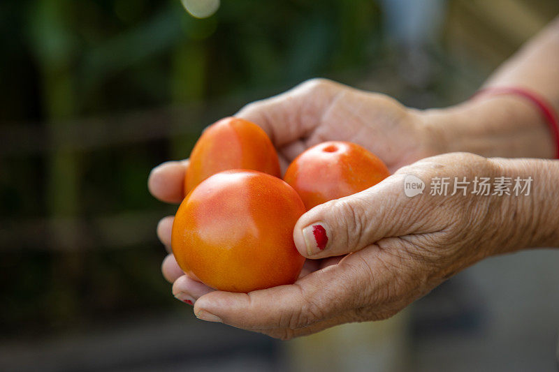 印度蔬菜涨价西红柿。