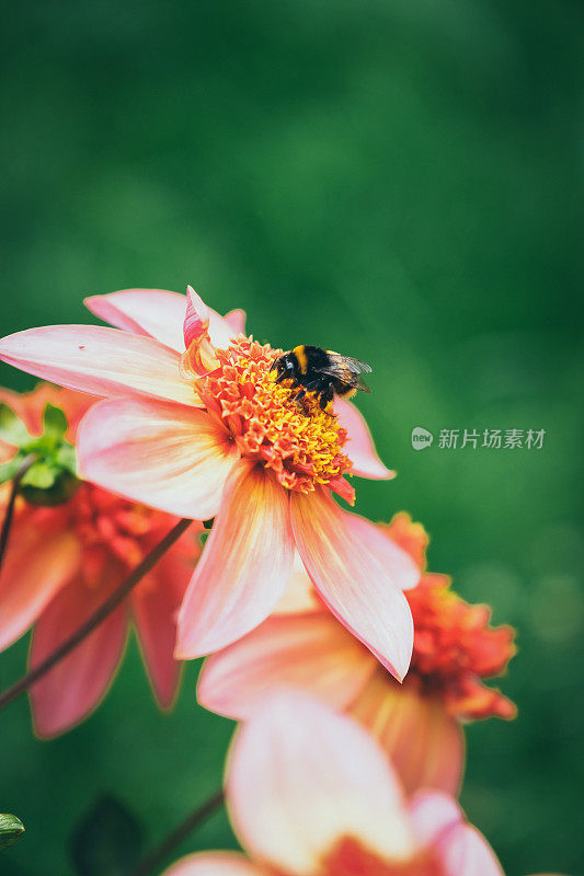 美丽的夏日花大丽花“完全橘色”与蜜蜂收集花粉