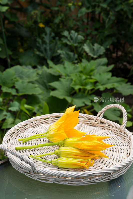 加拿大的菜园——柳条托盘上的西葫芦花，也被称为小西葫芦花