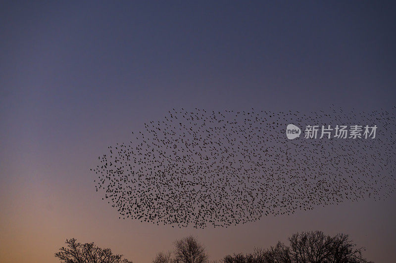 黄昏时，八哥与飞鸟在空中呢喃