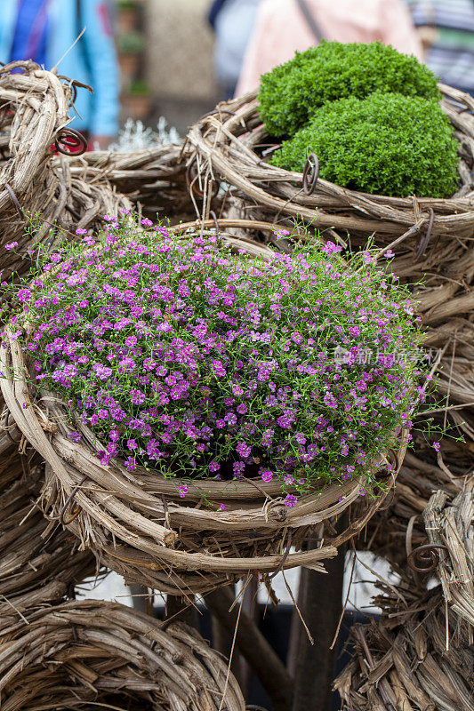 婴儿的呼吸植物(Gypsophila代表玫瑰)在一个装饰性的自制篮子里