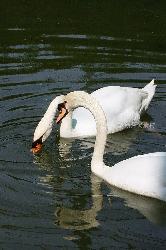 两只优雅的疣鼻天鹅(天鹅色)在湖面上游泳，一只鸟在水里戏水，鸟在荡漾的水中反射，聚焦于前景