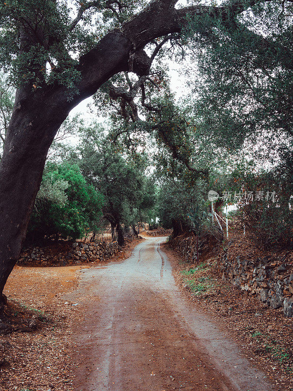 土路在典型的地中海森林中，两旁有橡树和石墙，将道路隔开。