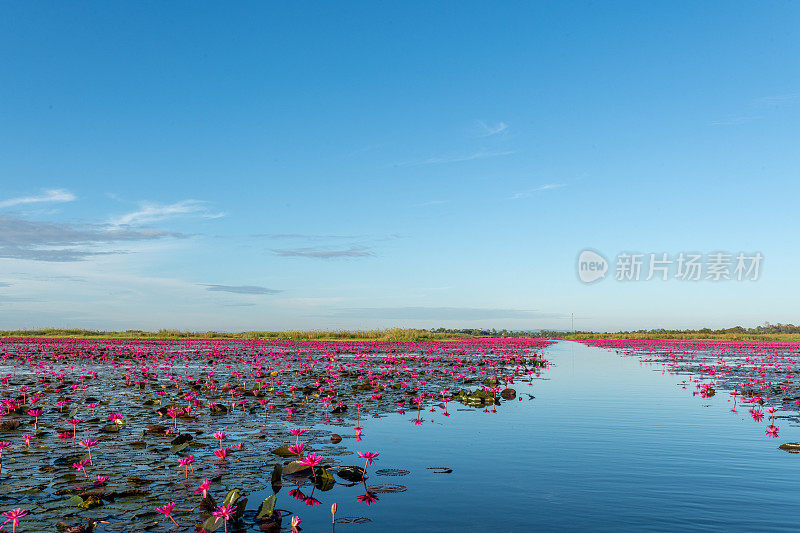 泰国乌隆他尼省清晨的红莲湖美景