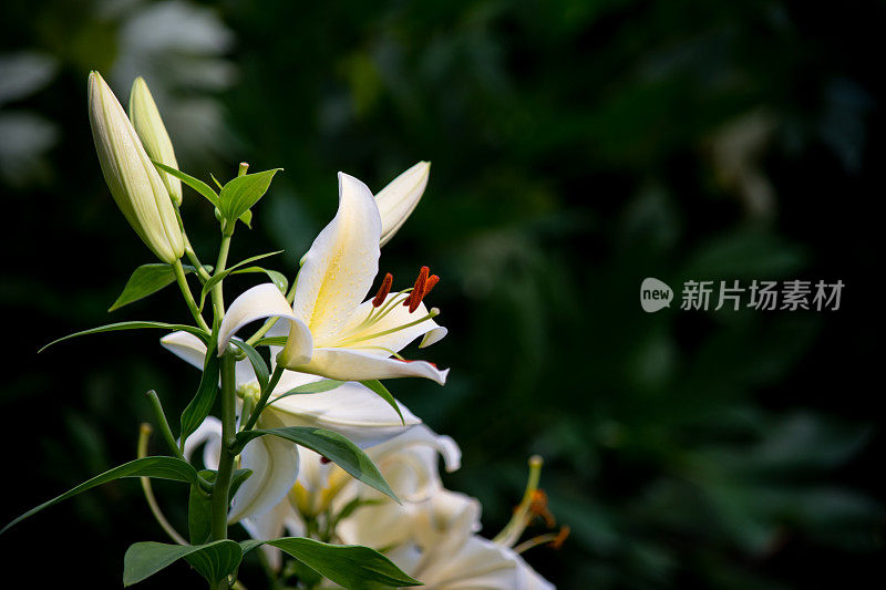 优雅的白色百合花在不同的绽放阶段