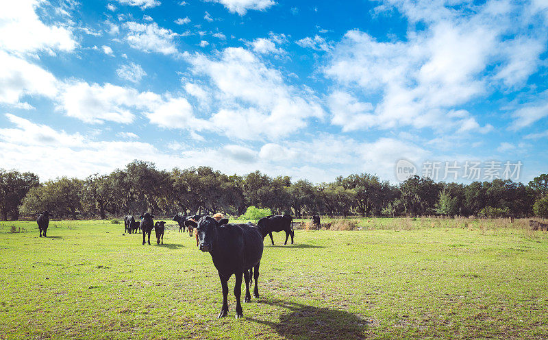 牧场的牲畜，奶牛自由漫游在佛罗里达州中部的荒野自然区