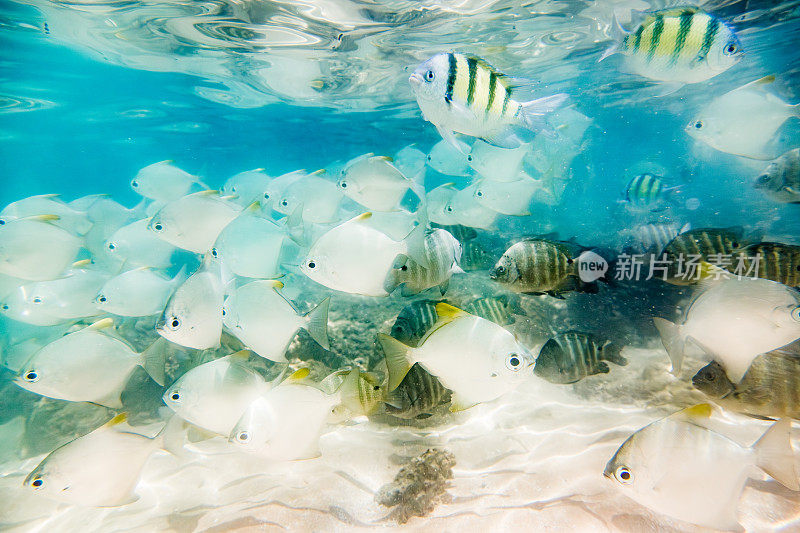 一群鱼在清澈的蓝色海水中游泳，海卡杜瓦。