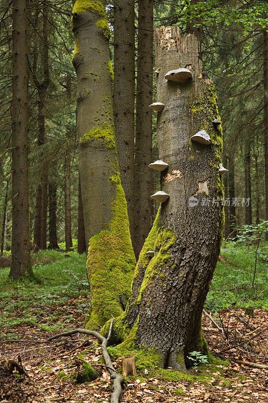 欧洲捷克共和国的枯死树和支架真菌