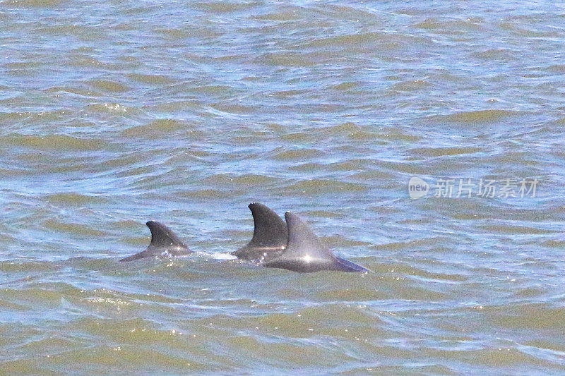 海豚游泳