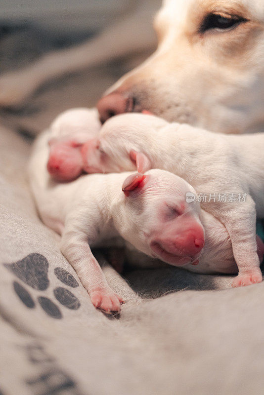 新生的白色拉布拉多犬睡在一起——妈妈看着