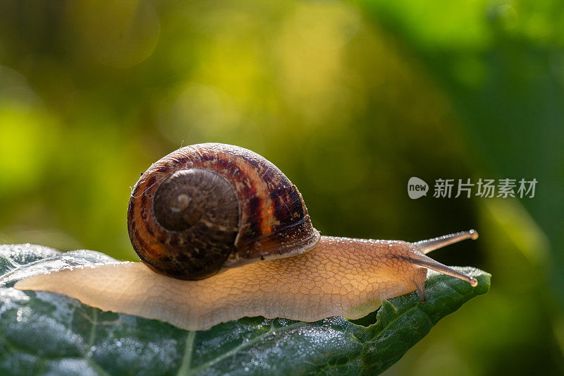 花园里的蜗牛爬过一片绿色的羽衣甘蓝叶子，特写