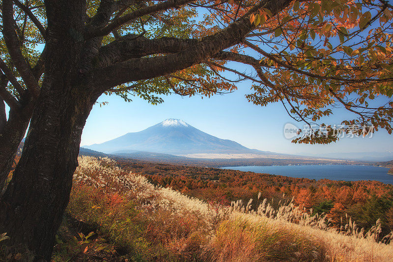 五彩缤纷的秋天，日本川口湖的富士山，晨雾和红叶