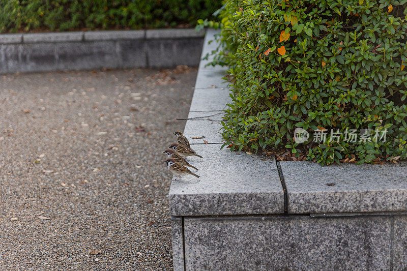 日本大阪，天王寺公园里一排排的麻雀